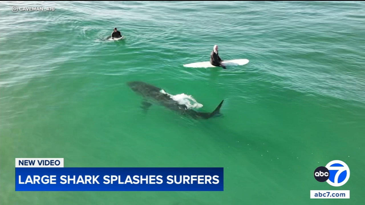 Shark swims near surfers, splashes one with its tail in close encounter off California coast, video shows
       — Buffalo Grove Sports news